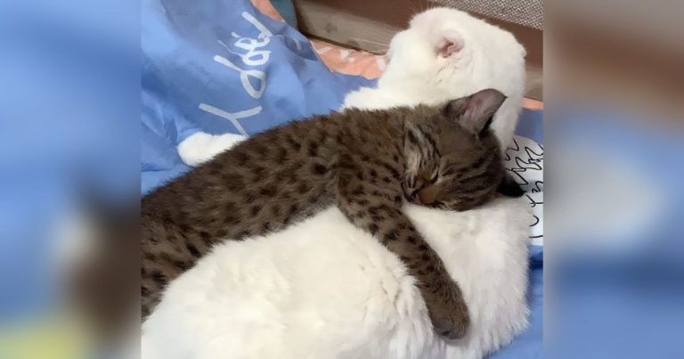 Little lynx melts 7M hearts with adorable love he has for full-grown housecat