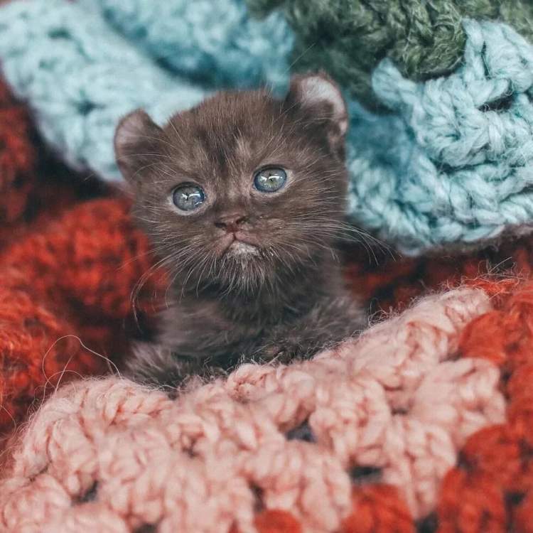 Kitten with damaged paws and bear ears enjoys the life thanks to her best humans