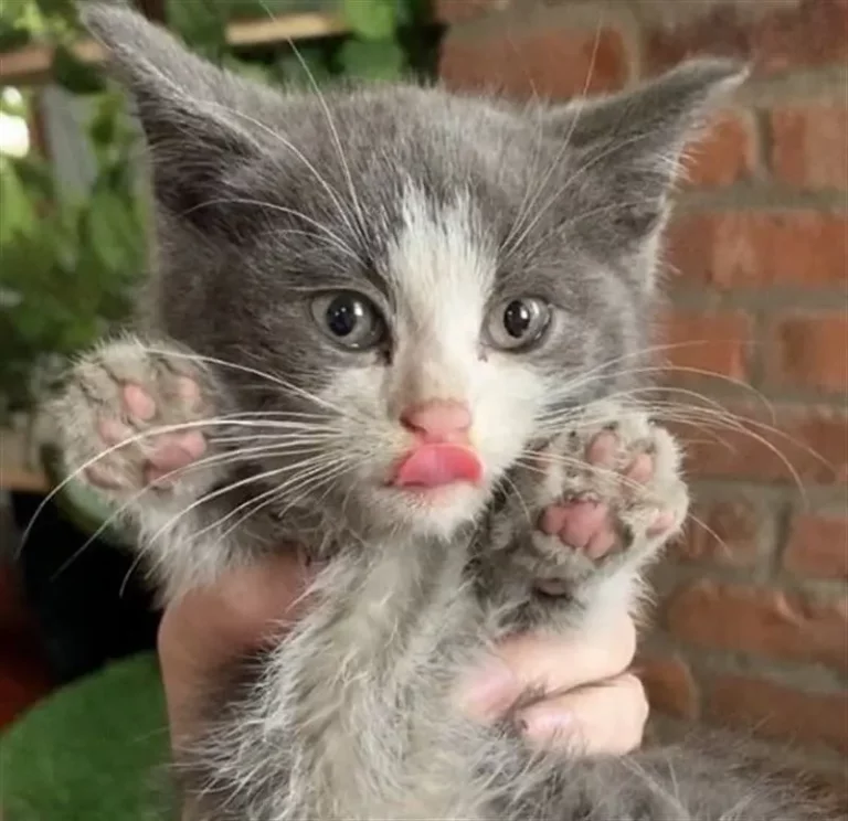 Kitten was freezing on a garbage heap, and now he is loved and sleeps in a warm bed