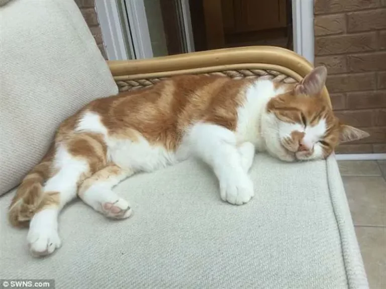 Lost cat returned to family after 10 years. All these years he lived in another family