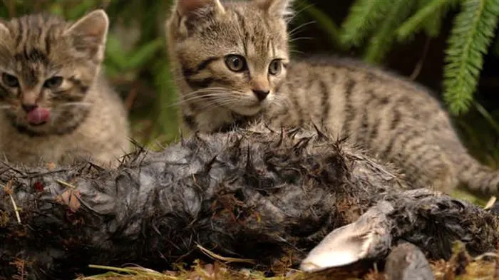 Man met kittens of a rare breed in the forest; there are only 35 of them on Earth