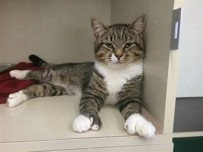 Man took the most unusual cat from the shelter, not suspecting that he would change his life forever