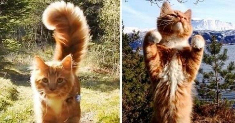 Meet the Norwegian cat that just loves to walk with people in the wild