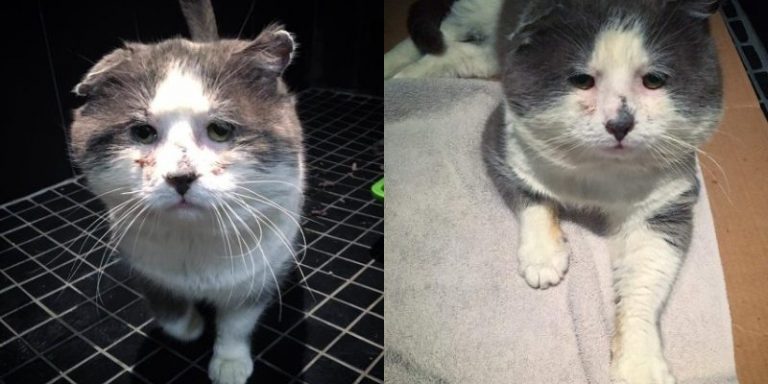 After wandering the streets for many years the sweet cat has finally found a family