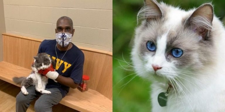 After losing his cat the heartbroken boy went to adopt a cat but what happened there shocked everyone