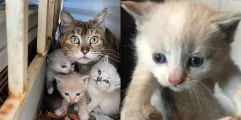 The rescue team of ”the Little Wanderers” managed to save the lives of the mother cat and her kittens who tried to hide in the dirty yard