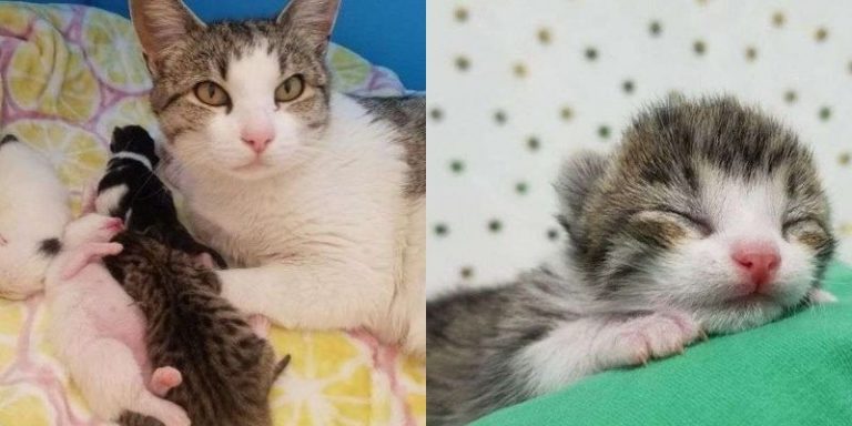 The kind woman rescued the cat who turned out to be pregnant and after some days gave birth to 5 cute kittens