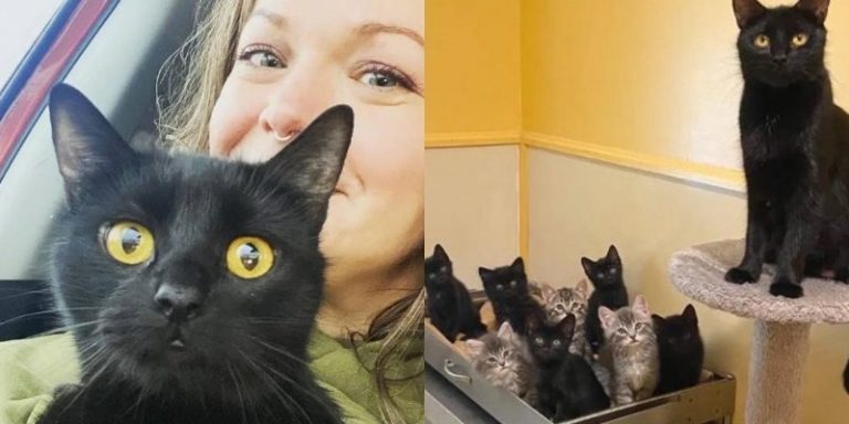 The mother cat waited so long for her turn to be adopted and after a few months the kind girl finally took her home