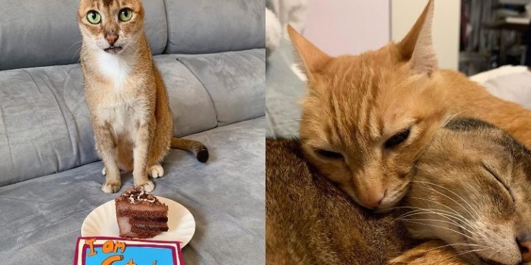 The cutest cat who was born without his ears has found the most caring family ever