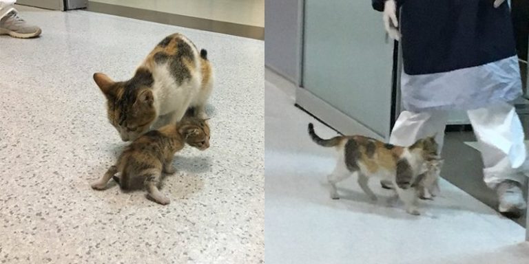 A Smart mother cat transferred her little kitten to the clinic to get a helping hand for her cub