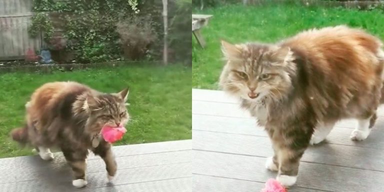 Avery day the adorable cat serves fresh roses to his neighbours giving them a smile