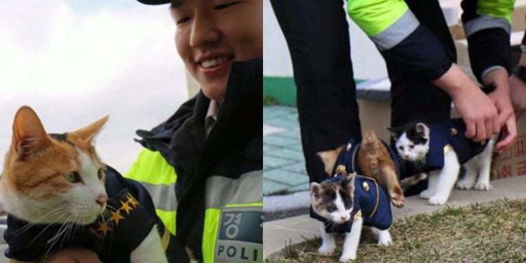 The stray kitten chose the police station to give birth to her babies and after that they became the first police cats in the world