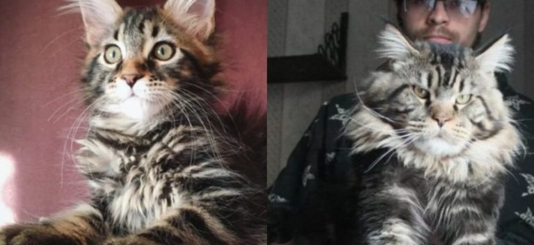 I bought a Maine Coon, I thought the cat would remain small: in 3 months it reached the size of a German Shepherd