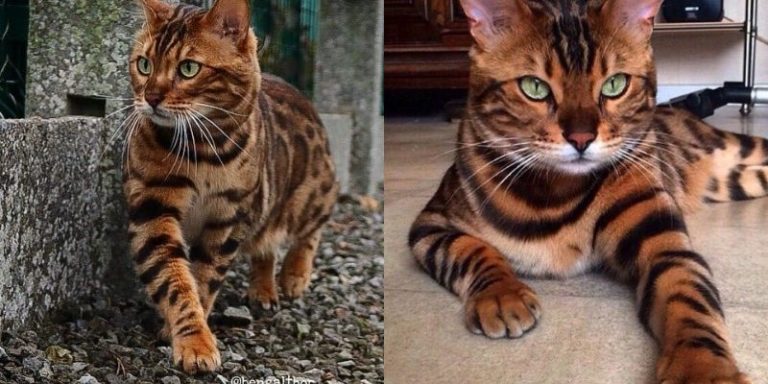 The stunning cat with its speckled ‘coat’ will amaze you with a very gorgeous appearance