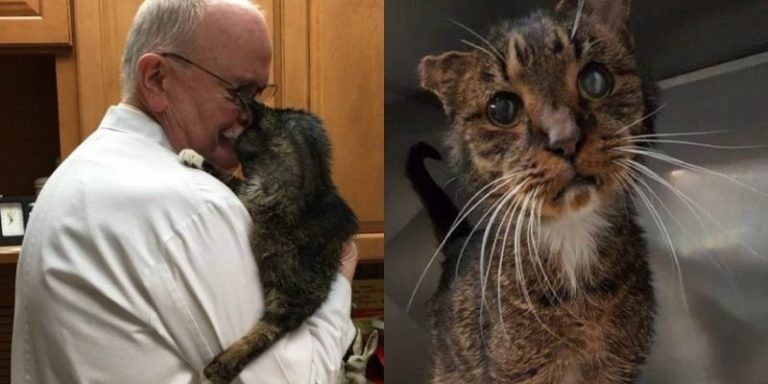 The 15-year-old stray cat, who went through a lot of hardships, finally got the life he deserved