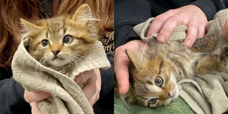 The man decided to return and adopt the frozen cat whome he rescued from the truck