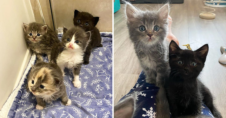 Orphan kittens enjoy hogging warm laps; Wait for new homes