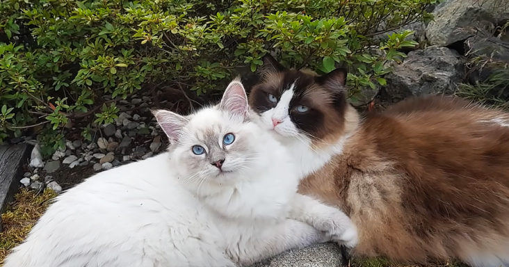 Cat brothers spend all their time together being hilarious and adorable