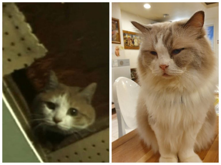 People managed to save a cat that had lived inside the wall of a shopping center for more than 2 years