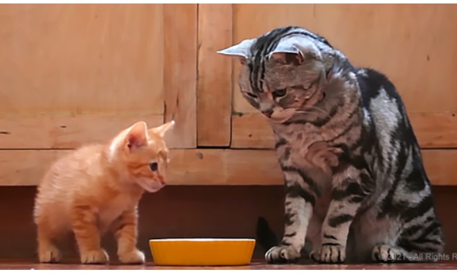 This cat teaches this kitten some important life lessons and it had me in stitches. Hysterical!