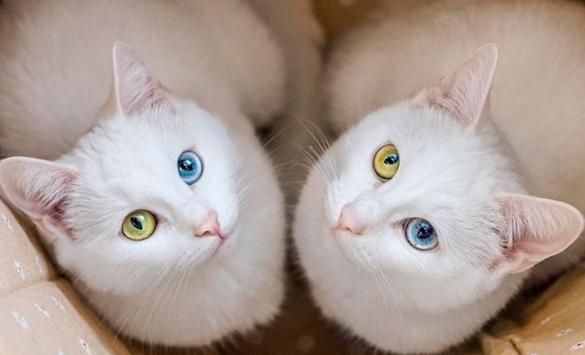 The guy could not separate the two cats-sisters, and now they have become the favorite of many people