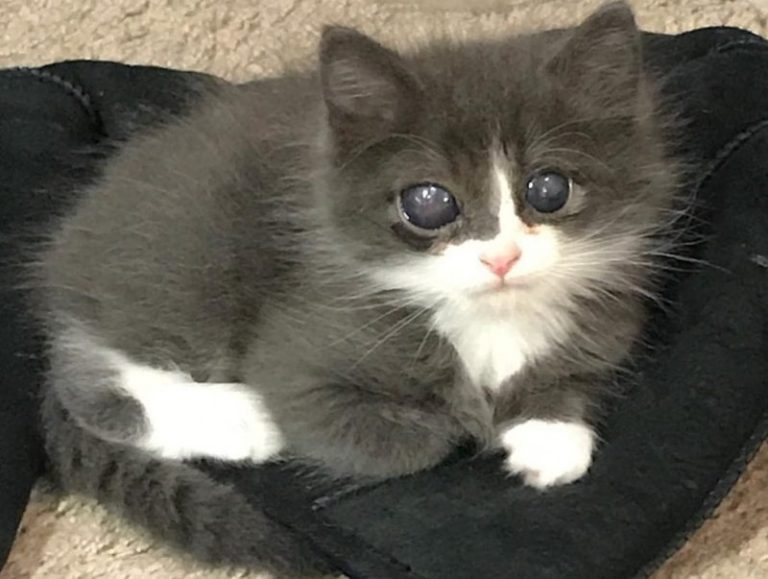 This kitten was born blind and had little chance of finding a home. A kind girl adopted him