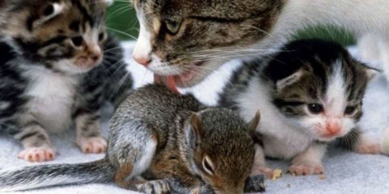 This kind mommy cat adopted the orphan squirrel giving him her love and warmth