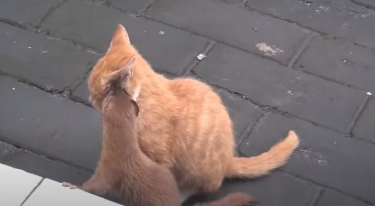 The sweetest friendship between a playful weasel and an adorable kitten can’t leave you indifferent