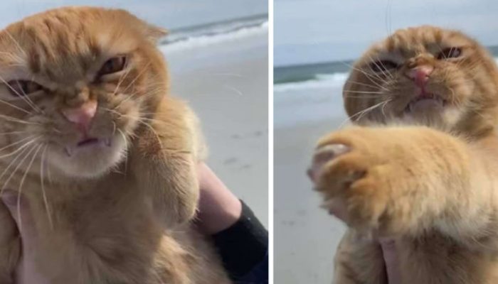 Cat went to the beach for the first time and had a great time, although he didn’t appreciate the breeze