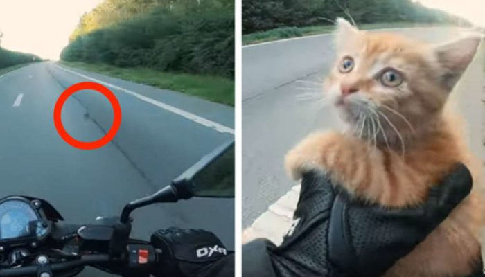 A brave little kitten was trapped in the middle of a highway when a biker stopped the traffic to help it