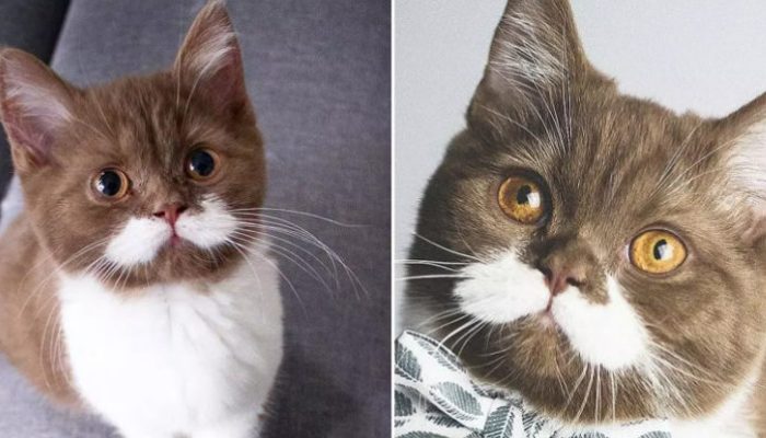 Meet the lovely mustached cat that captivated everyone’s hearts on social media sites with his unusual look