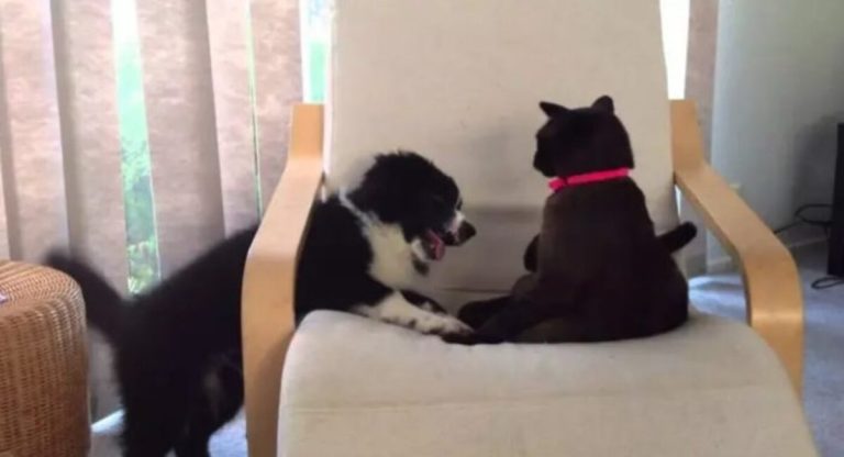 Doggie, a 12-week-old puppy, attempts to play with the house cat.