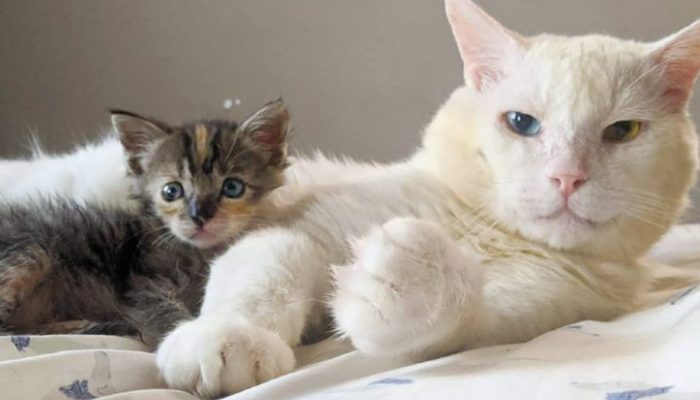 Old cat left behind was ‘antisocial’ until a young kitten got him into playing with her