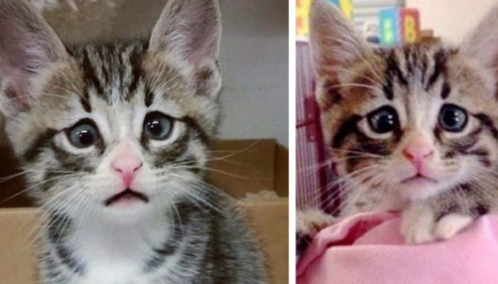 Cute kitten born with sorrowful and frightened eyes will melt your heart and steal your heart