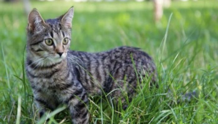 Because of the cat, his ex-girlfriend was saved