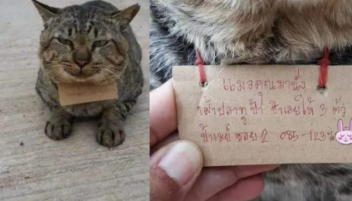 This cat went for a jog and returned with a message