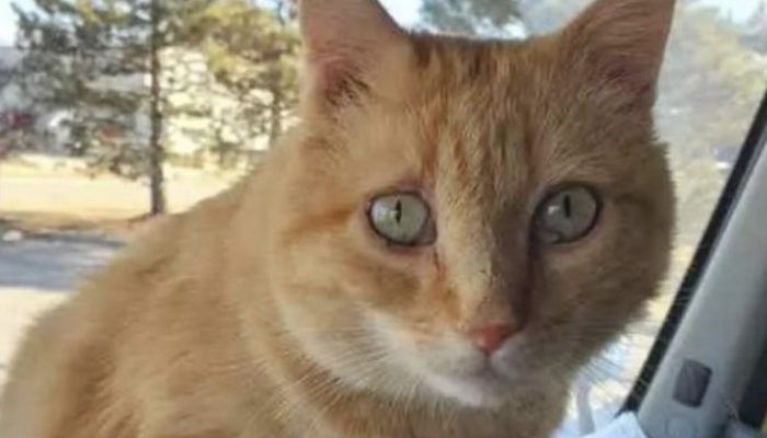 A guy was traveling when he found his cat buried beneath a truck’s hood