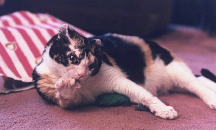 The cat returned to the burning house five times to carry all five of her kittens