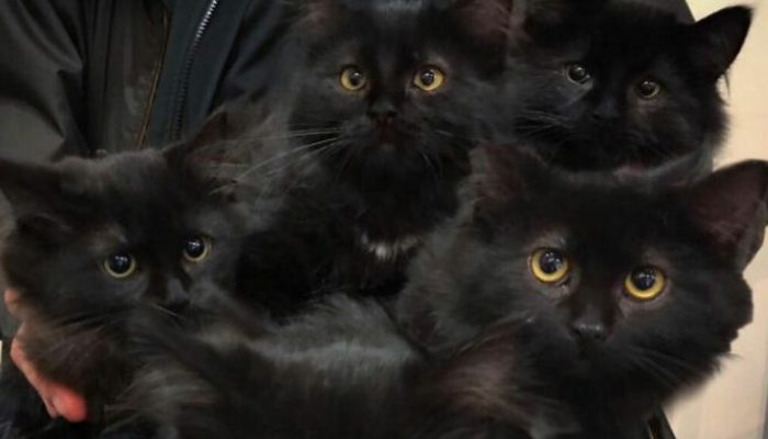 A black stray mother cat and her six kittens make daily visits to the kind woman who feeds them