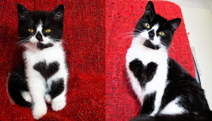 A heart-shaped pattern has been imprinted on the chest of a newborn cat