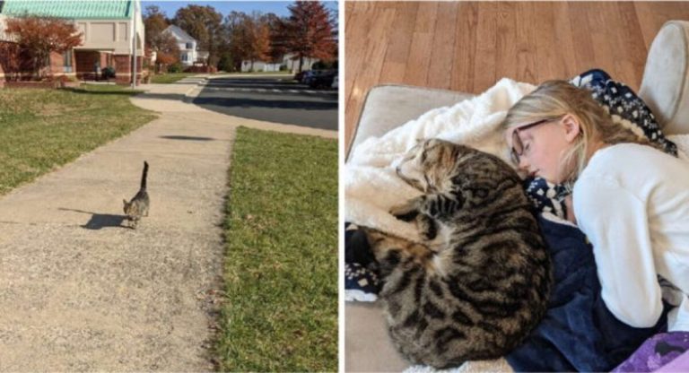 The dedicated cat drives the kids to school each day and even attempts to accompany them inside.