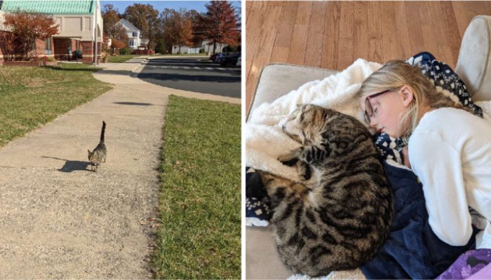 Every day, the devoted cat takes the kids to school and even tries to get inside with them