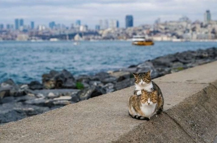 Man photographed stray cats cuddling