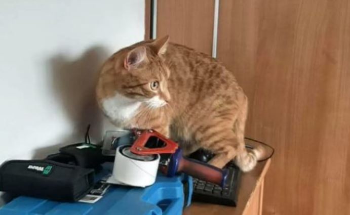 Afternoon snooze time for the cat in the cardboard box doesn’t go as planned. Finally, we’ll find out what happened