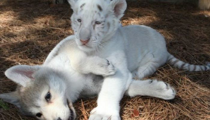 Everyone’s heart melts when they see this odd relationship between endangered species infant wolf and tiger cubs