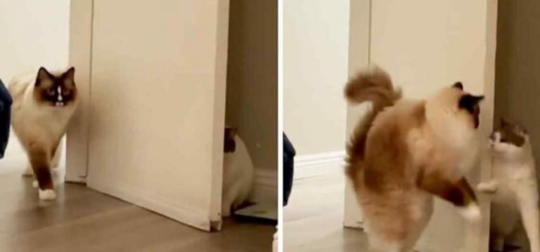 Cat siblings trying to scare each other like human kids makes us lol