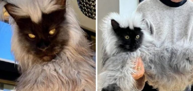 Maine Coon Cat looks like a lemur since he is so large and fluffy