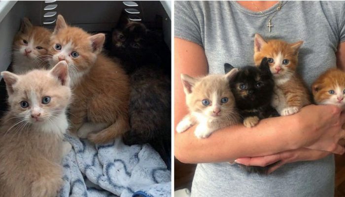 In recent times, a shelter stepped in to aid a group of cats in a family house outside of Quebec since the family could no longer care for them