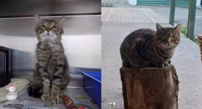 A cat from the shelter who is upset finds his own home and gets a complete makeover.