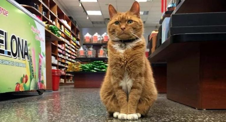 For the past nine years, a devoted ginger cat has worked in the business without ever leaving the premises.